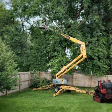 How Our Tree Care Process Works  in  Driggs, ID